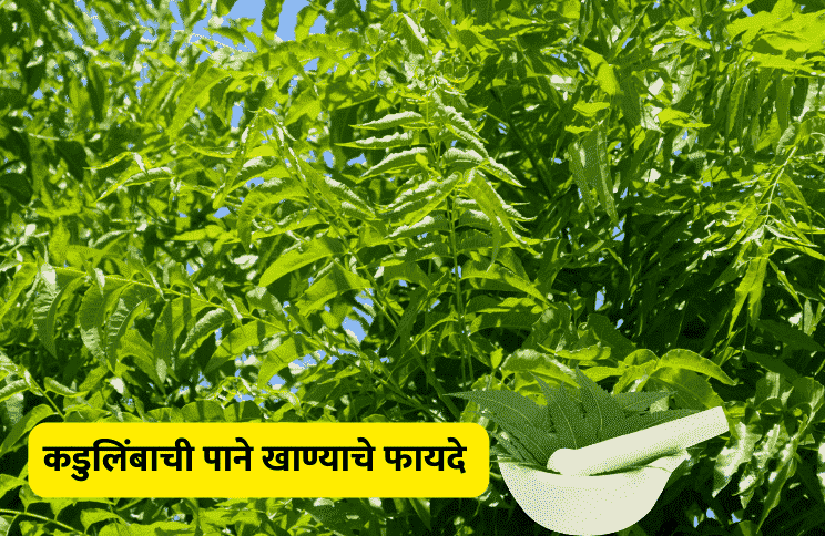 कडुलिंबाची पाने खाण्याचे फायदे : Neem Leaves Hair, Skin, Health Benefits