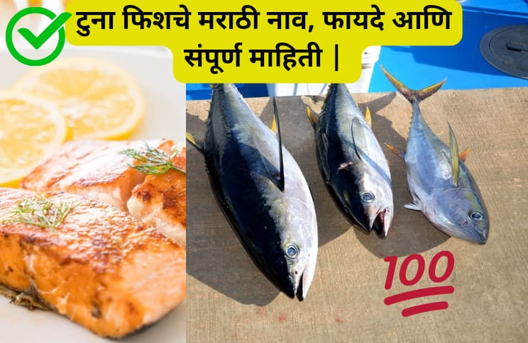 टुना फिशचे मराठी नाव, फायदे आणि संपूर्ण माहिती | Tuna Fish In Marathi Information Benefits