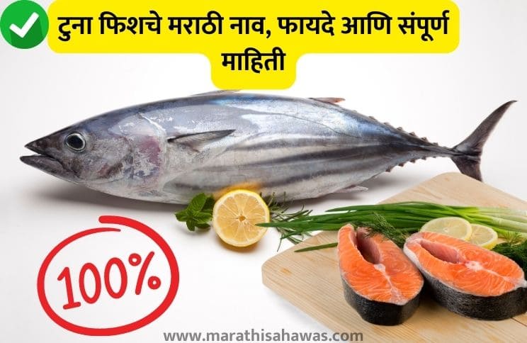 tuna-fish-in-marathi