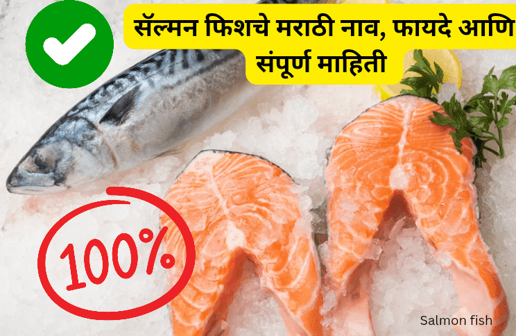 Samon fish in marathi information benefits recipis